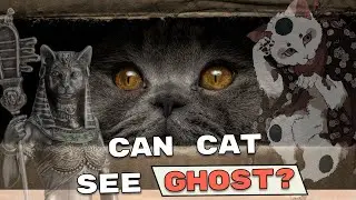 From Bastet to Bakeneko: Why We Think Cats See Ghosts (And What&rsquo;s Real)