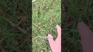 Southern Shade Tolerant Grass