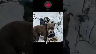 Loyal Dog Sat Beside Owner&rsquo;s Body for 4 Days in Snow Covered Himalayas &mdash; Viral Video