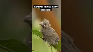 Cardinal Family in my backyard