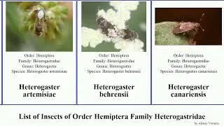 List of Insects of Order Hemiptera Family Heterogastridae heterogaster dinomachus affinis indicus
