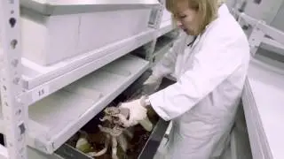 Malacology mysteries uncovered