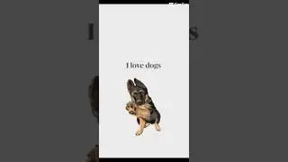 dog wallpapers