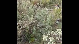 cacer&iacute;a con perros Quer&eacute;taro