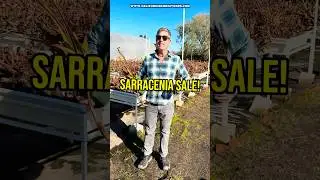 Sarracenia sale
