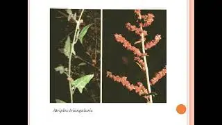 Amaranthaceae