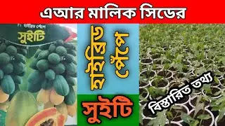 এ আর মালিক সিডের হাইব্রিড পেঁপে সুইটি সম্পর্কে বিস্তারিত তথ্য।। Suity Pepe.. A R Malik Seed..