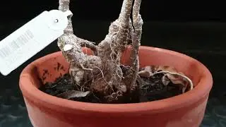 Prebonsai de ACODO en mercadillo Kaeru-En