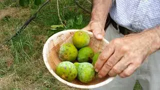 Desert King - A Reliable, Delicious Fig