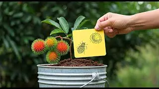 How to Grow Rambutan Fruit in an old bucket | Perfect for Small Spaces