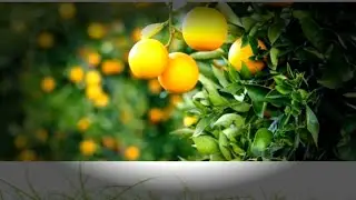 orange garden visit 🍊 Fresh orange juice and enjoy|winter|my village garden #subscribe #10k #vlogs