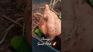 🍠 Orange Sweet Potato 🍠 #reels #youtube #plants #ytviral #flowers #viral #nature #trending #ytshorts