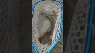 Slaying brown trout on shiners!!