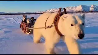 POLAR BEAR TAXI 🐻&zwj;❄️🐶❄️ (This Shouldn&rsquo;t Be So Cute)