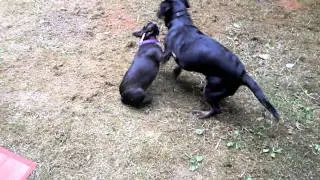 Boston Terrier vs. Basador