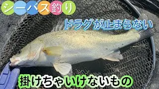 管釣りでシーバスを釣る！Catch sea bass at a fishing pond!