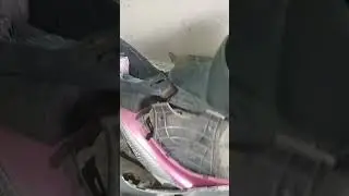 TVs scooty Pep+ fuse short hu Raha hai wiring full repair #tvsscooter