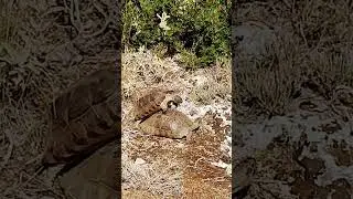 sex turtles