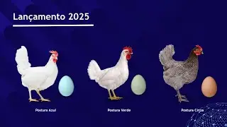 POEDEIRA de OVO AZUL e VERDE: novas genéticas no mercado da AVICULTURA