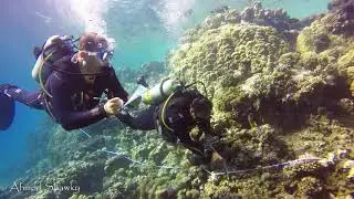 Reef Check Egypt   Training Dive Substrate 1