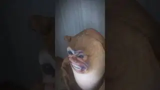 Вот вам ролик! #блоптоп #мем #прикол #типотоп #мемас #memes #мемы #юмор #funny