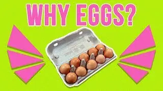 Reasons Why Eggs Are the Healthiest Food