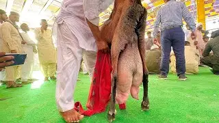 World Record 7.250 Kg Milking Goat wins Championship 2024 | Complete Documentary