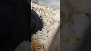 黒ジャンガリアンハムスターとゴールデン長毛アルビノハムスター🐹の可愛い動き