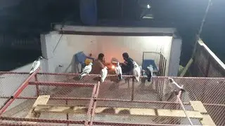 New Parwazi Chqtt Par Bachy Raat Ko Urraye مزہ اگیا اج تو 