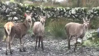 Visit to the RED DEER RESERVE #reindeer #vanlifevoyages #scotlandtour