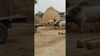 Indian bull fighting😲🔥 #bullfight#shorts #viral