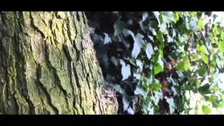 Canon EOS 600D/Rebel T3i Steadycam Test | AUTUMN IN HIS FULL - M A G N I F I C E N C E -