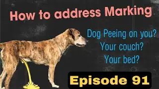 How to Stop Marking in the House. Episode 91