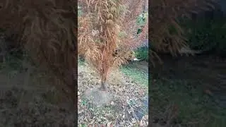 It may look DEAD, but it's not! Bald Cypress Trees: Are my trees dead?? (Tree: Lindsey Skyward)
