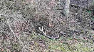 Red​stag antler hunting /shed hunting /zrzuty jelenia