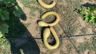 SemiStrani.it - La Zucca Trombetta di Albenga