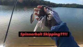 Skipping spinnerbait!? Fall fishing with spinnerbaits!  (Bass caught) #bassfishing #bassangler #bass