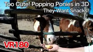 [VR180]  Too Cute! Popping Ponies in 3D / 3D video in VR 180 format | 60fps Remastered
