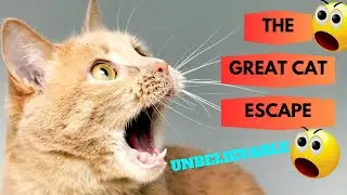 FUNNY CATS COMPILATION- THE GREAT CAT ESCAPE- CATS ON MISSION IMPOSSIBLE