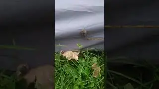Wtf why is it so big (flesh fly)