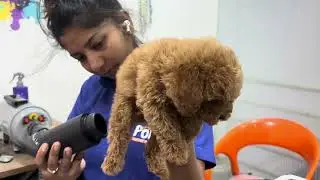 Poodle&rsquo;s First Grooming at Poro Pet Store | Wakad, Pune