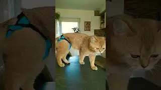 Будни МУЖИКА 🤣 #shorts