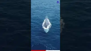 Why Blue Whales🐳Can't Swallow A Human? | Facts Malayalam | 47 ARENA #shortsmalayalam