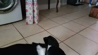 Our slow motion ninja basset hound