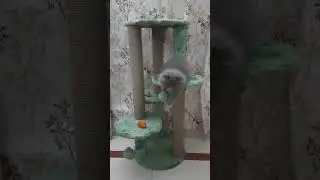 Pumpkin the Persian Kitten 🧿#Happyness😁#It's Playtime with Cat Tree 🌳#Short#Like#Share#Subscribe