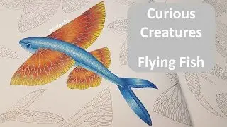 How to: Color a Flying Fish | CURIOUS CREATURES by Mille Marotta