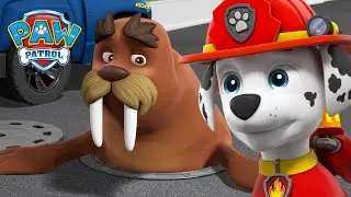 I cuccioli aiutano Wally il tricheco a riunirsi con Capitan Turbot! - PAW Patrol Episodi Italiano