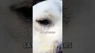The dog that was misunderstood 🐶💔 #animals #dog