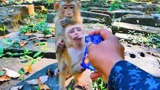 Monkey abandoned Newton, make face super sad while he was hungry for milk 🍼🐒