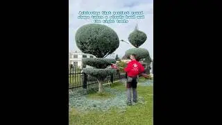 Shape Tiered Evergreens Like a Pro #topiary #gardening #landscaping #satisfying